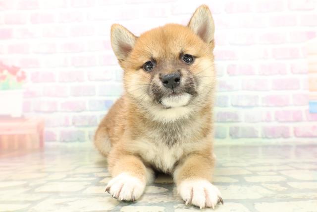 高知県の柴犬(標準サイズ) (Coo&RIKU高知御座店/2026年6月22日生まれ/男の子/赤)の子犬の1枚目の画像
