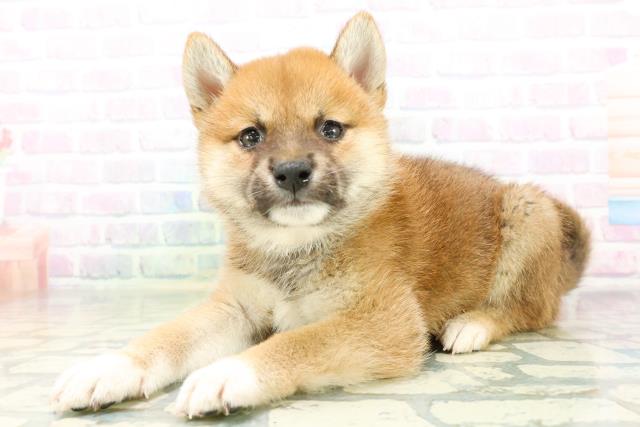 高知県の柴犬(標準サイズ) (Coo&RIKU高知御座店/2026年6月22日生まれ/男の子/赤)の子犬の2枚目の画像