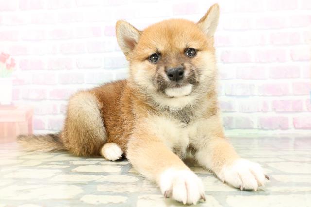 高知県の柴犬(標準サイズ) (Coo&RIKU高知御座店/2026年6月22日生まれ/男の子/赤)の子犬の3枚目の画像