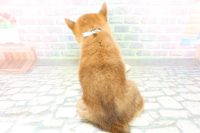 高知県の柴犬(標準サイズ) (Coo&RIKU高知御座店/2026年6月22日生まれ/男の子/赤)の子犬の4枚目の画像