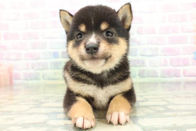 東京都の豆柴 (Coo&RIKU新宿三丁目店/2026年6月23日生まれ/男の子/黒)の子犬の1枚目の画像