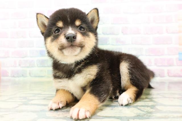 東京都の豆柴 (Coo&RIKU新宿三丁目店/2026年6月23日生まれ/男の子/黒)の子犬の2枚目の画像