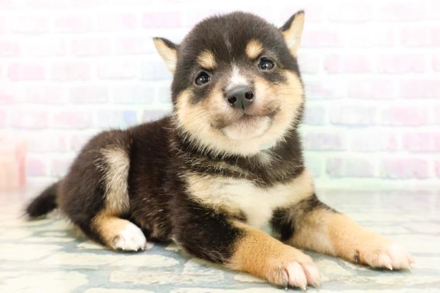 東京都の豆柴 (Coo&RIKU新宿三丁目店/2026年6月23日生まれ/男の子/黒)の子犬の3枚目の画像