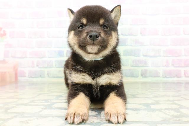 広島県の豆柴 (Coo&RIKU東広島店/2026年6月23日生まれ/男の子/黒)の子犬の1枚目の画像