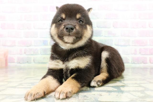 広島県の豆柴 (Coo&RIKU東広島店/2026年6月23日生まれ/男の子/黒)の子犬の2枚目の画像