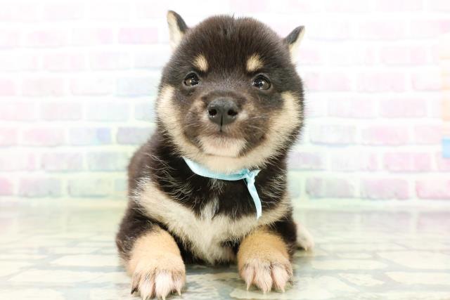 千葉県の豆柴 (Coo&RIKUアクロスモール新鎌ケ谷店/2026年6月23日生まれ/男の子/黒)の子犬の1枚目の画像