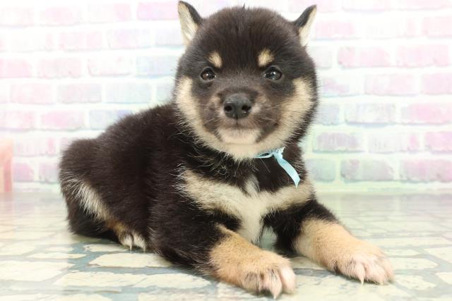 千葉県の豆柴 (Coo&RIKUアクロスモール新鎌ケ谷店/2026年6月23日生まれ/男の子/黒)の子犬の3枚目の画像