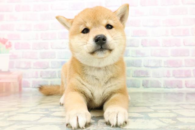 柴犬