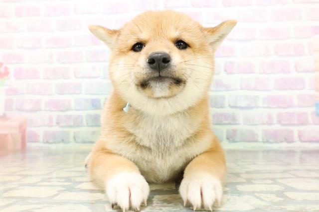 埼玉県の柴犬(標準サイズ) (Coo&RIKU綿半坂戸店/2026年6月22日生まれ/男の子/赤)の子犬の1枚目の画像