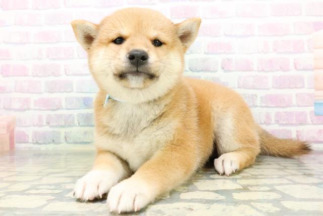 埼玉県の柴犬(標準サイズ) (Coo&RIKU綿半坂戸店/2026年6月22日生まれ/男の子/赤)の子犬の2枚目の画像