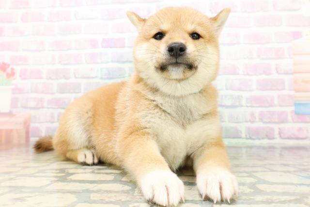 埼玉県の柴犬(標準サイズ) (Coo&RIKU綿半坂戸店/2026年6月22日生まれ/男の子/赤)の子犬の3枚目の画像