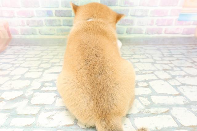 埼玉県の柴犬(標準サイズ) (Coo&RIKU綿半坂戸店/2026年6月22日生まれ/男の子/赤)の子犬の4枚目の画像