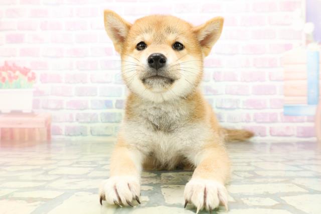 神奈川県の柴犬(標準サイズ) (Coo&RIKU横須賀店/2026年6月18日生まれ/男の子/赤)の子犬の1枚目の画像