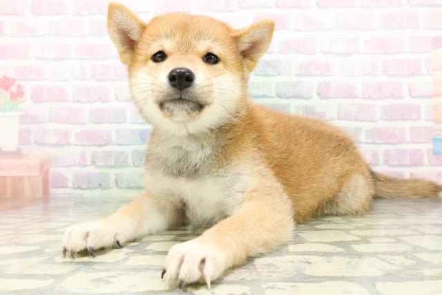 神奈川県の柴犬(標準サイズ) (Coo&RIKU横須賀店/2026年6月18日生まれ/男の子/赤)の子犬の2枚目の画像