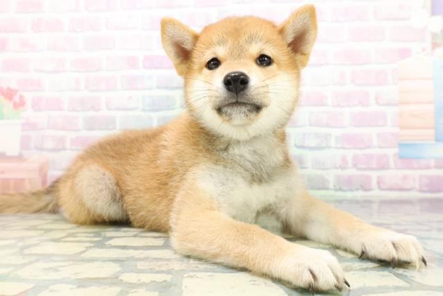 神奈川県の柴犬(標準サイズ) (Coo&RIKU横須賀店/2026年6月18日生まれ/男の子/赤)の子犬の3枚目の画像