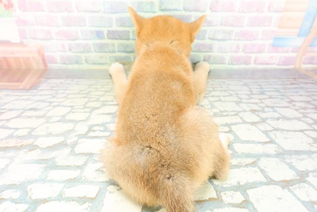 神奈川県の柴犬(標準サイズ) (Coo&RIKU横須賀店/2026年6月18日生まれ/男の子/赤)の子犬の4枚目の画像