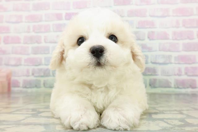 東京都のビションフリーゼ (Coo&RIKU広尾店/2026年6月21日生まれ/男の子/ホワイト)の子犬の1枚目の画像