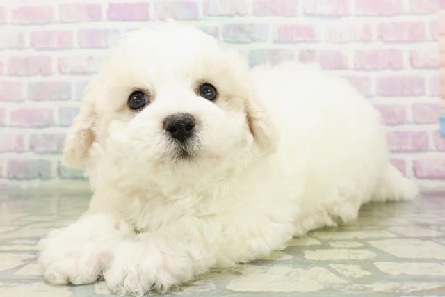 東京都のビションフリーゼ (Coo&RIKU広尾店/2026年6月21日生まれ/男の子/ホワイト)の子犬の2枚目の画像