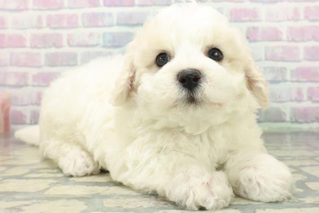 東京都のビションフリーゼ (Coo&RIKU広尾店/2026年6月21日生まれ/男の子/ホワイト)の子犬の3枚目の画像