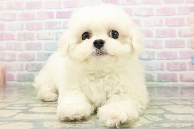 茨城県のビションフリーゼ (Coo&RIKU石岡店/2026年6月17日生まれ/男の子/ホワイト)の子犬の1枚目の画像