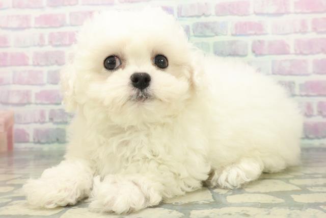 茨城県のビションフリーゼ (Coo&RIKU石岡店/2026年6月17日生まれ/男の子/ホワイト)の子犬の2枚目の画像