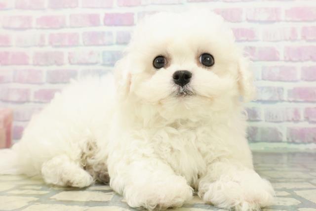 茨城県のビションフリーゼ (Coo&RIKU石岡店/2026年6月17日生まれ/男の子/ホワイト)の子犬の3枚目の画像