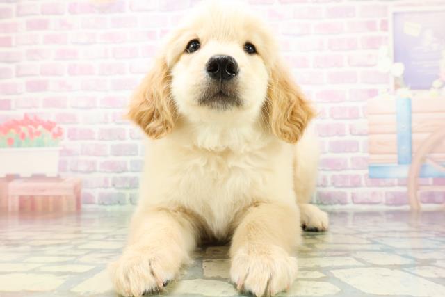 北海道のゴールデンレトリバー (Coo&RIKU帯広店/2026年6月18日生まれ/女の子/ゴールデン)の子犬の1枚目の画像