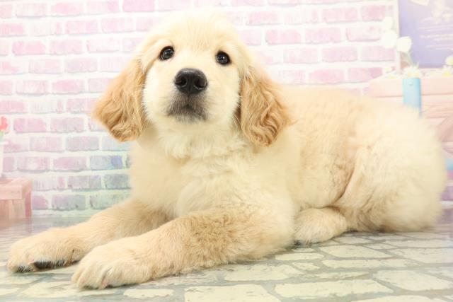 北海道のゴールデンレトリバー (Coo&RIKU帯広店/2026年6月18日生まれ/女の子/ゴールデン)の子犬の2枚目の画像