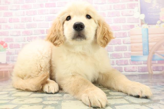 北海道のゴールデンレトリバー (Coo&RIKU帯広店/2026年6月18日生まれ/女の子/ゴールデン)の子犬の3枚目の画像
