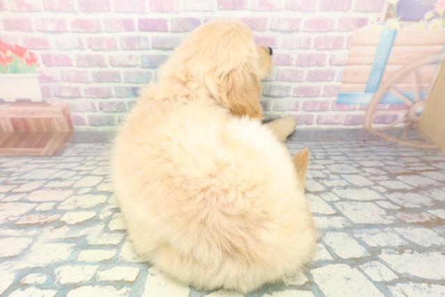 北海道のゴールデンレトリバー (Coo&RIKU帯広店/2026年6月18日生まれ/女の子/ゴールデン)の子犬の4枚目の画像