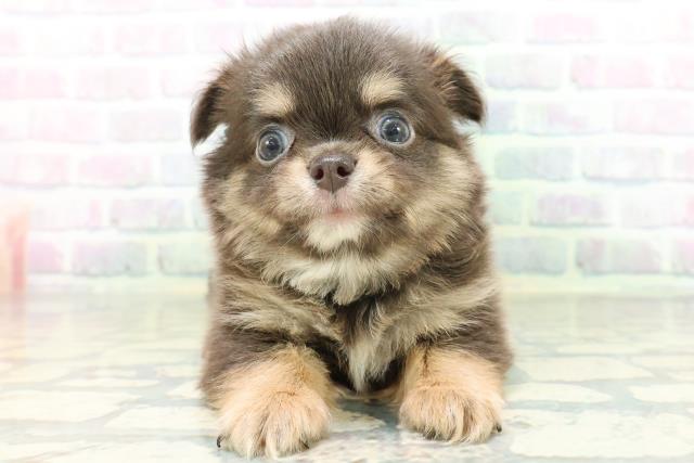 広島県のチワワ(ロング) (Coo&RIKU福山店/2026年6月23日生まれ/男の子/ブルータンホワイト)の子犬の1枚目の画像
