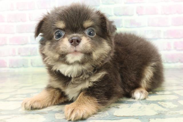 広島県のチワワ(ロング) (Coo&RIKU福山店/2026年6月23日生まれ/男の子/ブルータンホワイト)の子犬の2枚目の画像