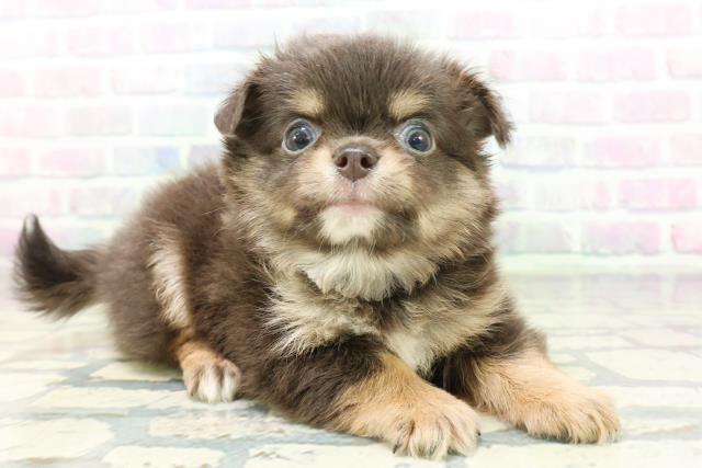 広島県のチワワ(ロング) (Coo&RIKU福山店/2026年6月23日生まれ/男の子/ブルータンホワイト)の子犬の3枚目の画像