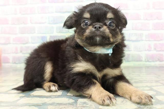 群馬県のチワワ(ロング) (Coo&RIKU藤岡店/2026年6月23日生まれ/男の子/ブラックタンホワイト)の子犬の3枚目の画像