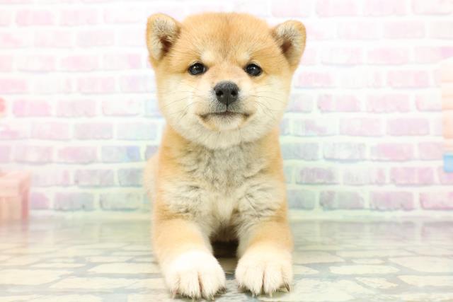 神奈川県の豆柴 (Coo&RIKU秦野店/2026年6月22日生まれ/女の子/赤)の子犬の1枚目の画像