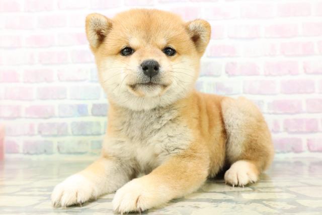 神奈川県の豆柴 (Coo&RIKU秦野店/2026年6月22日生まれ/女の子/赤)の子犬の2枚目の画像