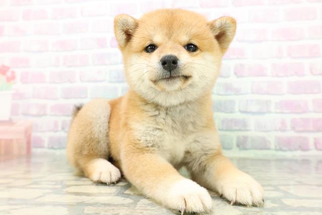 神奈川県の豆柴 (Coo&RIKU秦野店/2026年6月22日生まれ/女の子/赤)の子犬の3枚目の画像