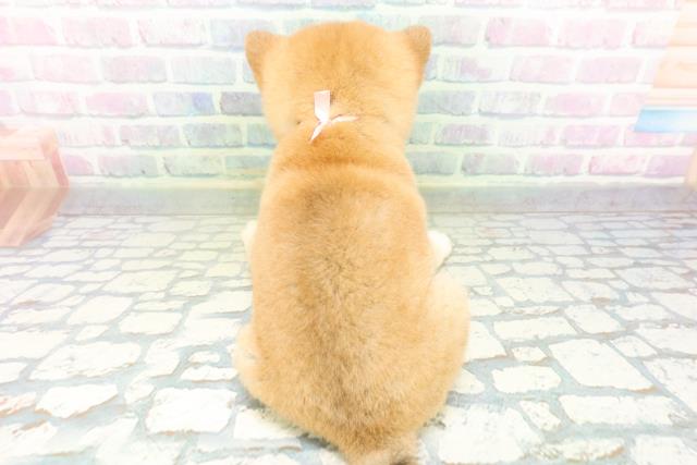 神奈川県の豆柴 (Coo&RIKU秦野店/2026年6月22日生まれ/女の子/赤)の子犬の4枚目の画像