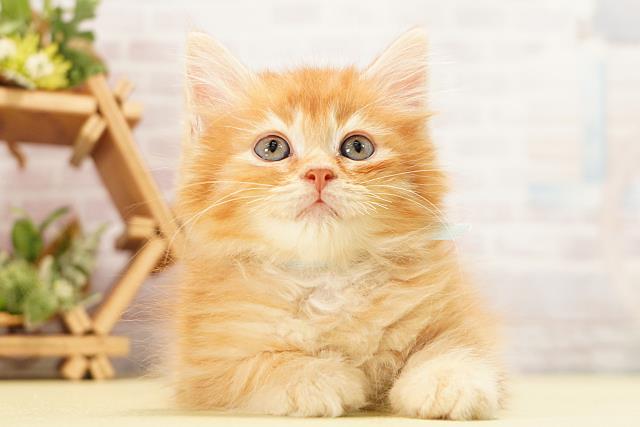 静岡県のラガマフィン (Coo&RIKU静岡SBS通り店/2026年6月7日生まれ/男の子/レッドタビー)の子猫の1枚目の画像