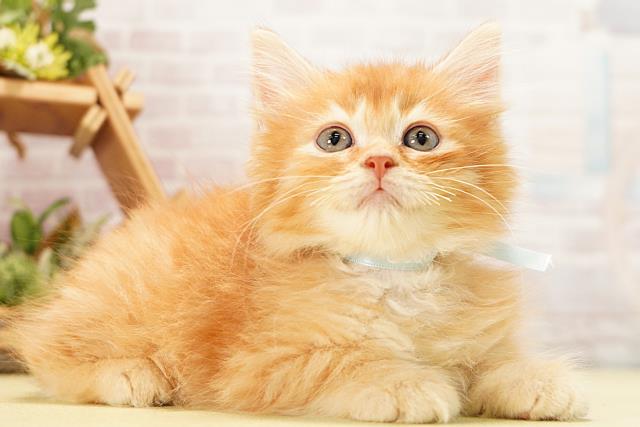 静岡県のラガマフィン (Coo&RIKU静岡SBS通り店/2026年6月7日生まれ/男の子/レッドタビー)の子猫の2枚目の画像