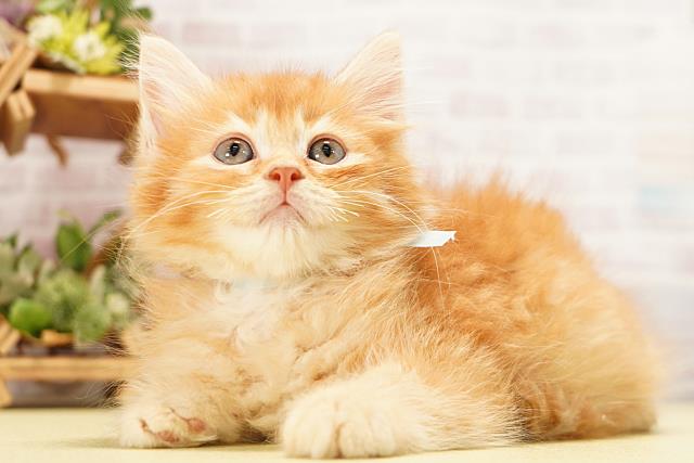 静岡県のラガマフィン (Coo&RIKU静岡SBS通り店/2026年6月7日生まれ/男の子/レッドタビー)の子猫の3枚目の画像