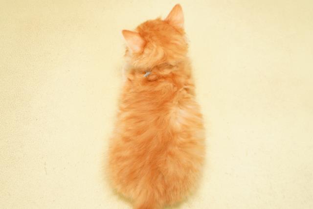 静岡県のラガマフィン (Coo&RIKU静岡SBS通り店/2026年6月7日生まれ/男の子/レッドタビー)の子猫の4枚目の画像