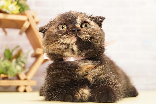 三重県のスコティッシュフォールド (Coo&RIKU四日市店/2026年6月15日生まれ/女の子/トーティー)の子猫の1枚目の画像