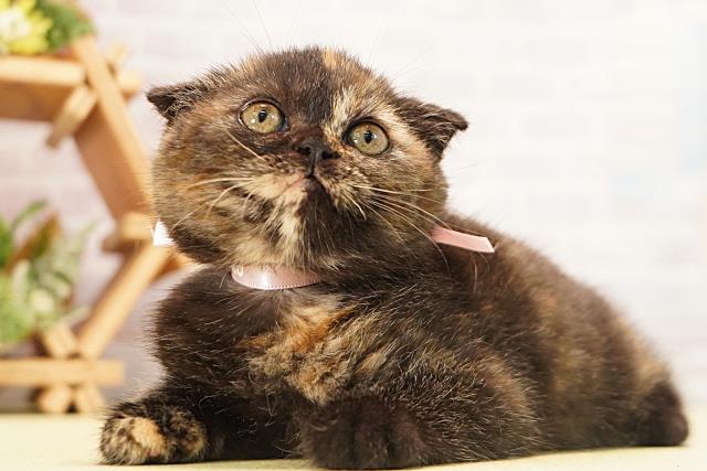 三重県のスコティッシュフォールド (Coo&RIKU四日市店/2026年6月15日生まれ/女の子/トーティー)の子猫の3枚目の画像