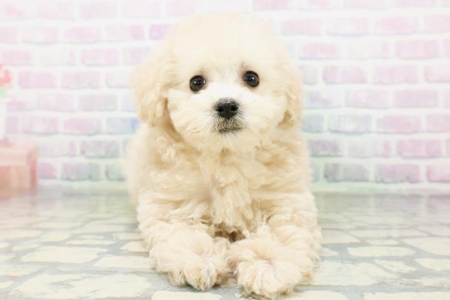栃木県のトイプードル(トイ) (Coo&RIKUFKDインターパーク店/2026年6月17日生まれ/女の子/クリーム)の子犬の1枚目の画像