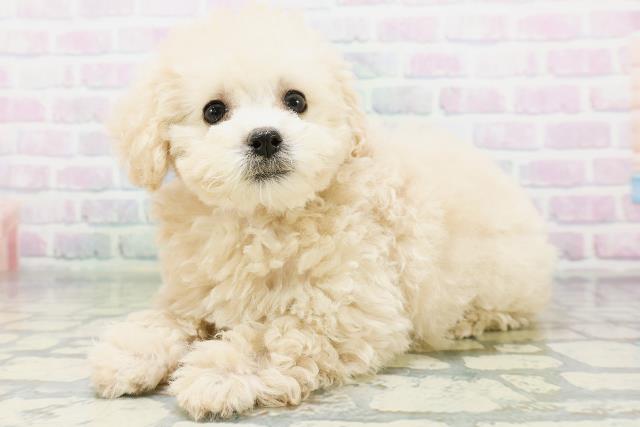 栃木県のトイプードル(トイ) (Coo&RIKUFKDインターパーク店/2026年6月17日生まれ/女の子/クリーム)の子犬の2枚目の画像