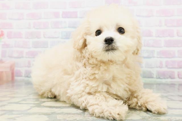 栃木県のトイプードル(トイ) (Coo&RIKUFKDインターパーク店/2026年6月17日生まれ/女の子/クリーム)の子犬の3枚目の画像