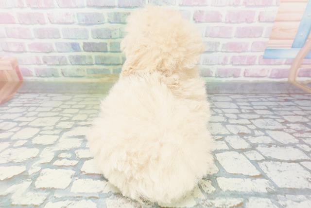 栃木県のトイプードル(トイ) (Coo&RIKUFKDインターパーク店/2026年6月17日生まれ/女の子/クリーム)の子犬の4枚目の画像