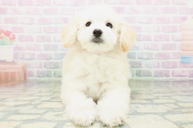 埼玉県のトイプードル(トイ) (Coo&RIKU川口戸塚店/2026年6月17日生まれ/女の子/クリーム)の子犬の1枚目の画像