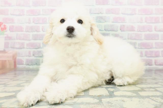 埼玉県のトイプードル(トイ) (Coo&RIKU川口戸塚店/2026年6月17日生まれ/女の子/クリーム)の子犬の2枚目の画像